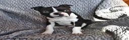 Boston Terrier dogs for sale: Jasper - Ad 5