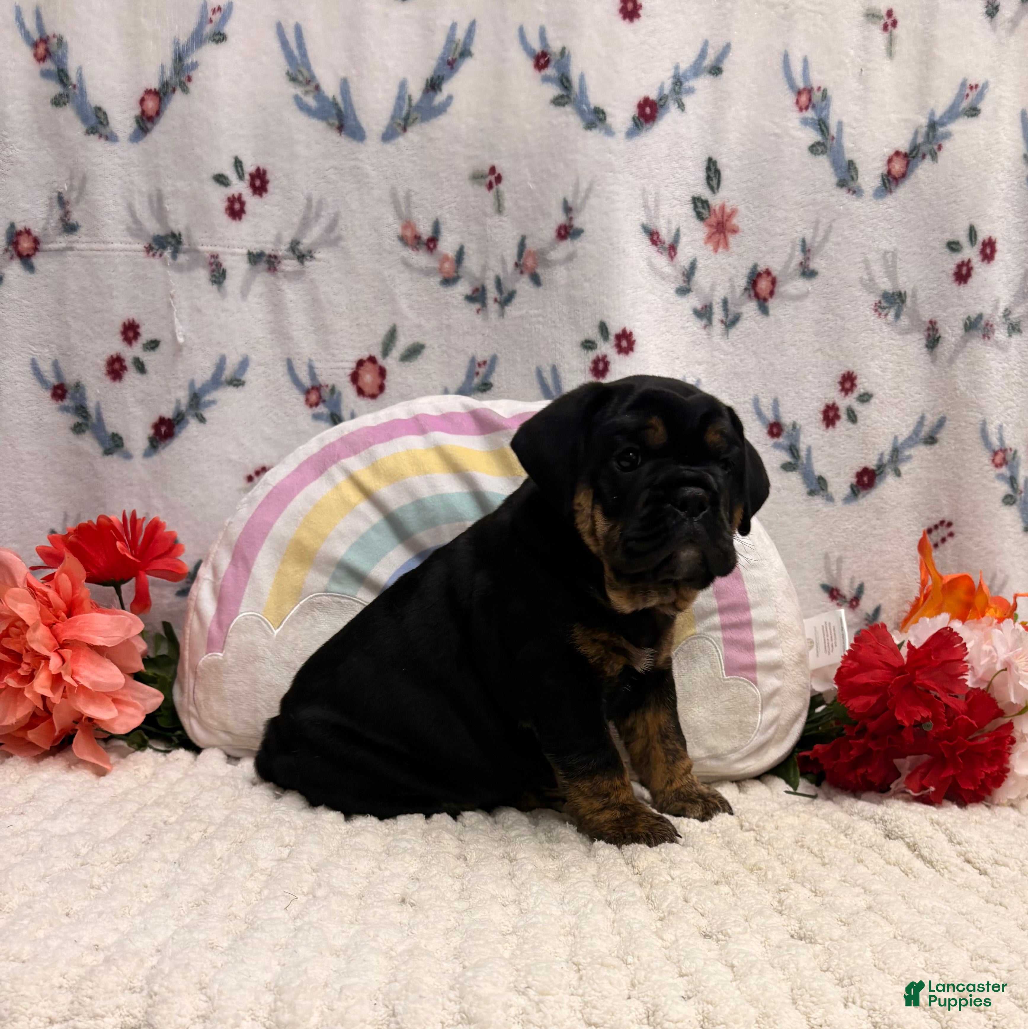 English Bulldog dogs Midnight  - Ad 1
