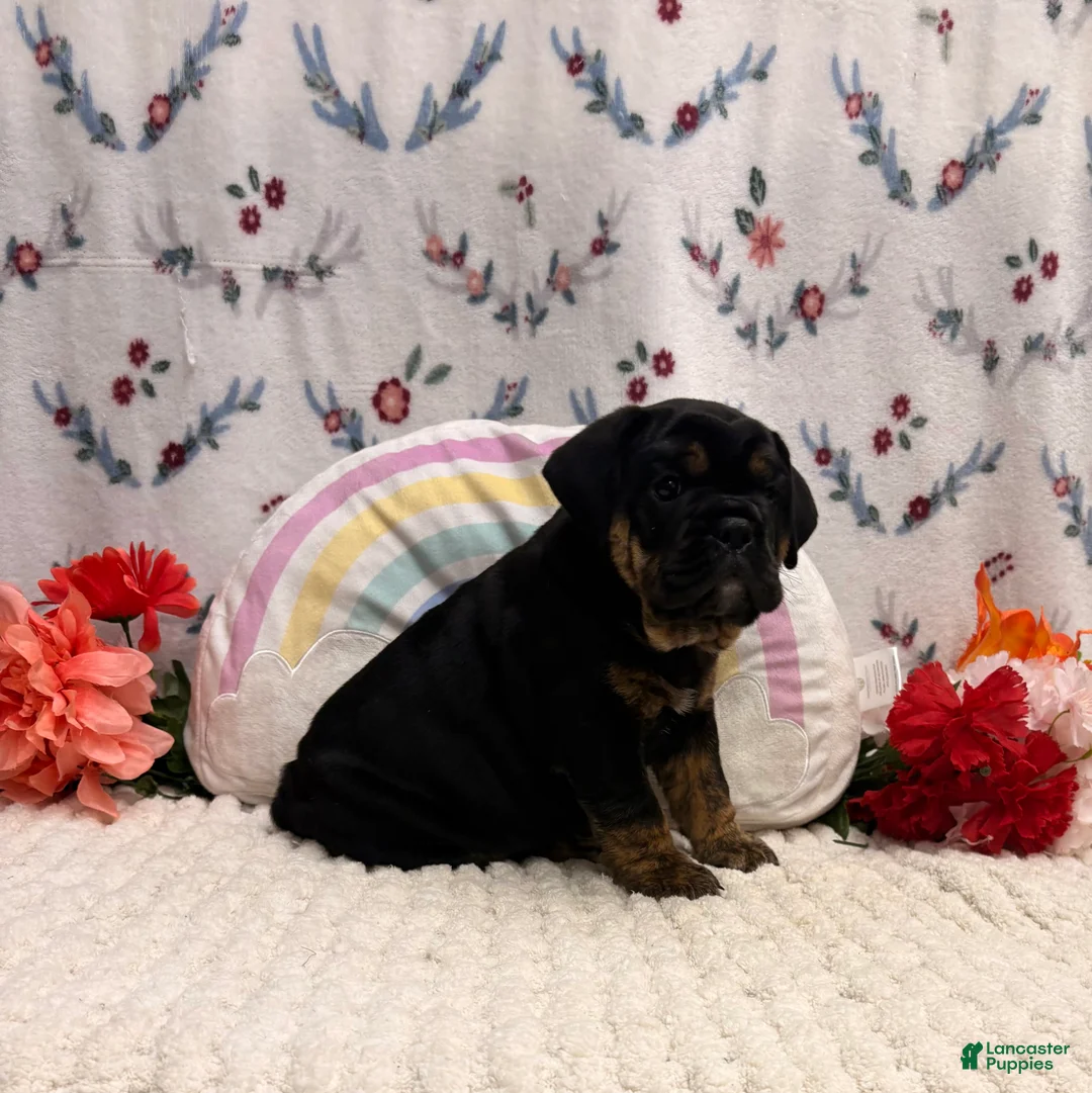 English Bulldog dogs for sale: Midnight  - Ad 1