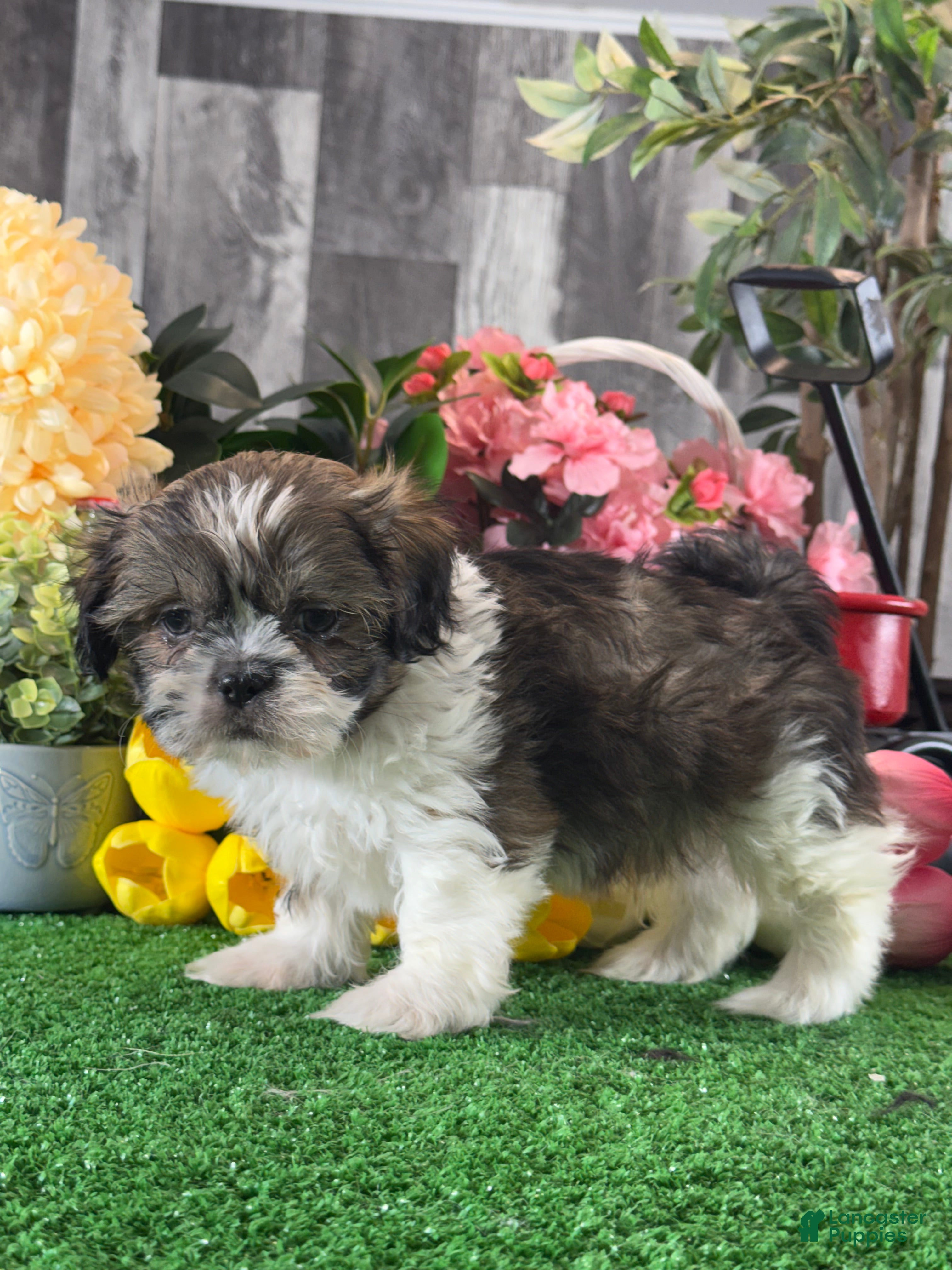 Shih Tzu dogs for sale: Sydney  - Ad 1