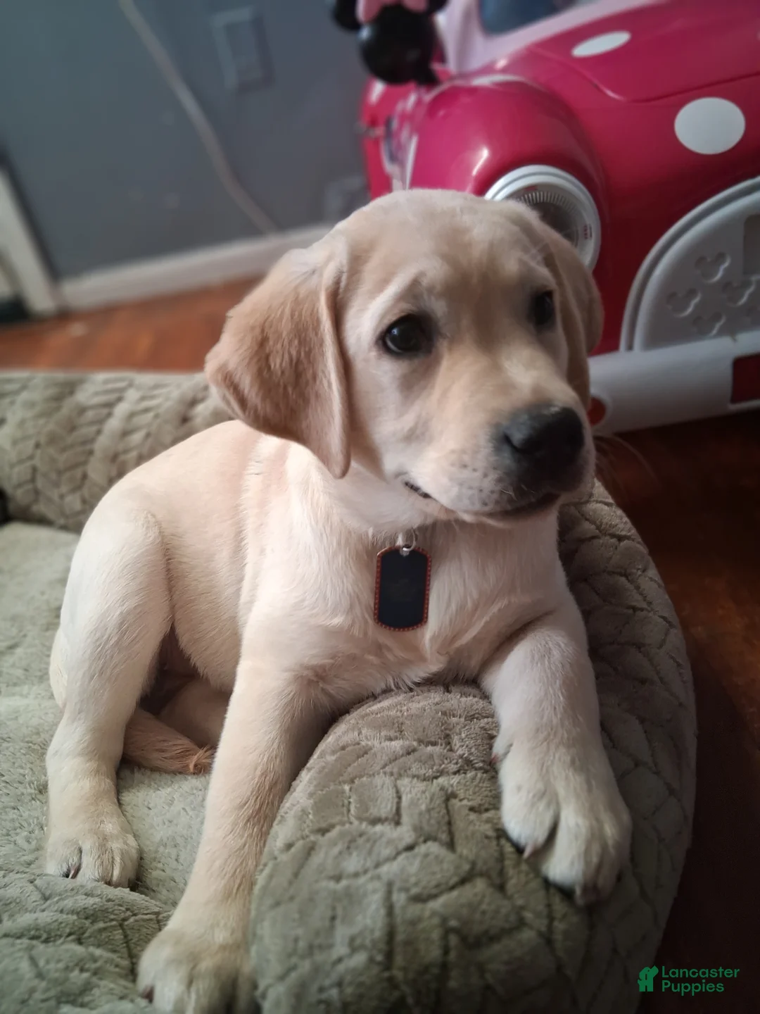 Labrador Retriever dogs for sale: Labrador Retriever Puppy 1 - Ad 3