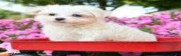 Maltese dogs for sale: Yeti - Ad 1