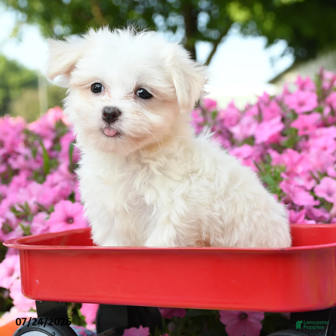 Maltese dogs for sale: Yeti - Ad 1