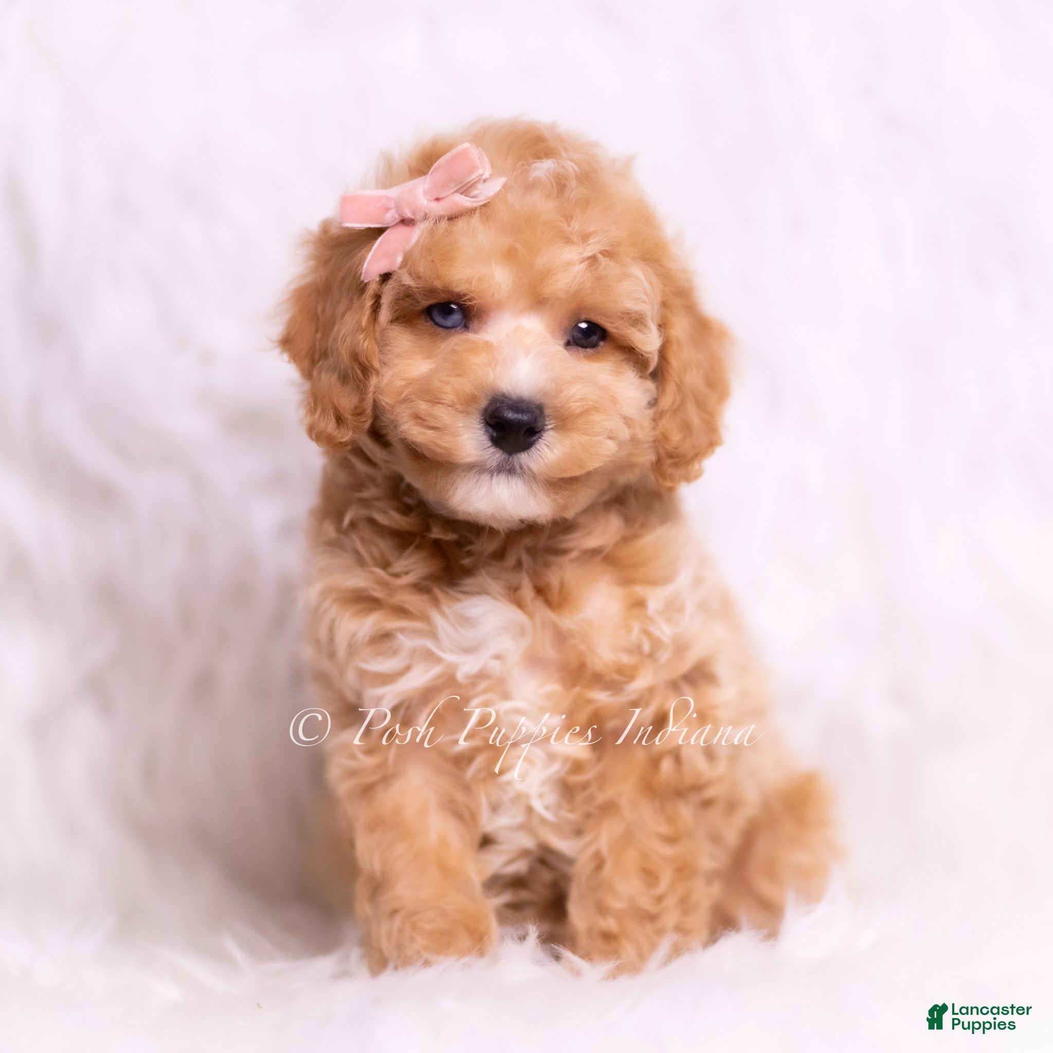 Toy Poodle dogs Vera - Ad 39