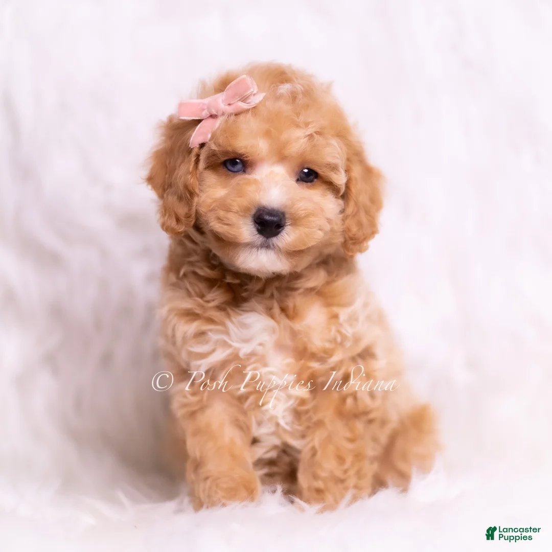 Toy Poodle dogs for sale: Vera - Ad 1