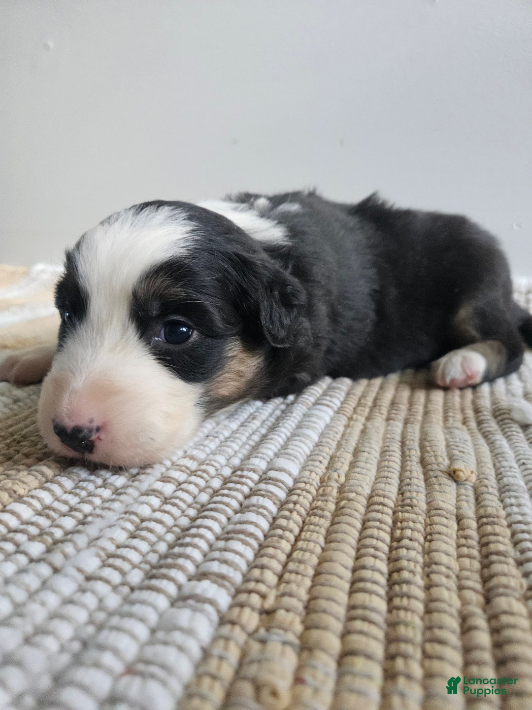 Australian Shepherd dogs for sale: Callie - Ad 2