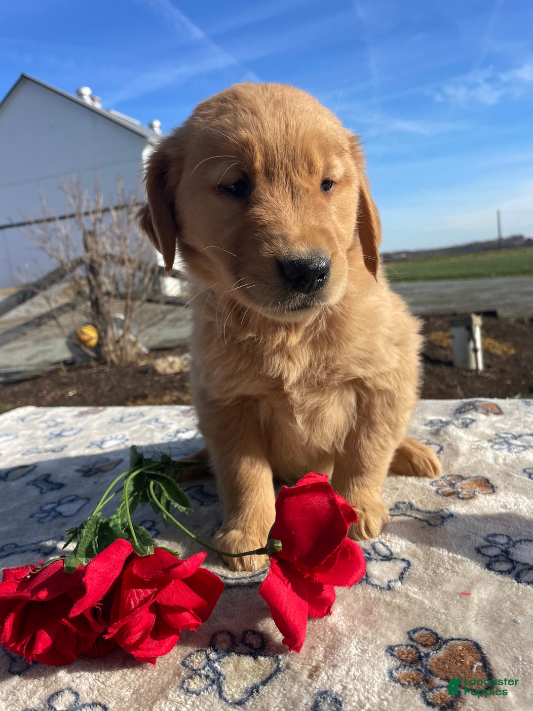 Golden Retriever dogs for sale: Sugar - Ad 3