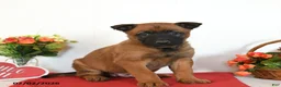 Belgian Malinois dogs for sale: Rio - Ad 3