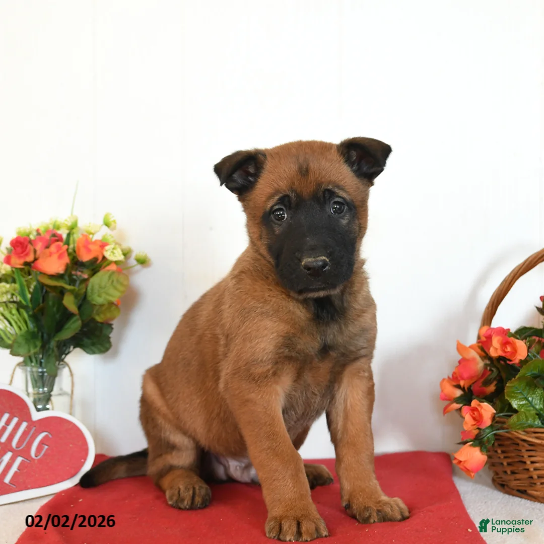 Belgian Malinois dogs for sale: Rio - Ad 3