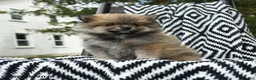 Pomeranian dogs for sale: Greg - Ad 4