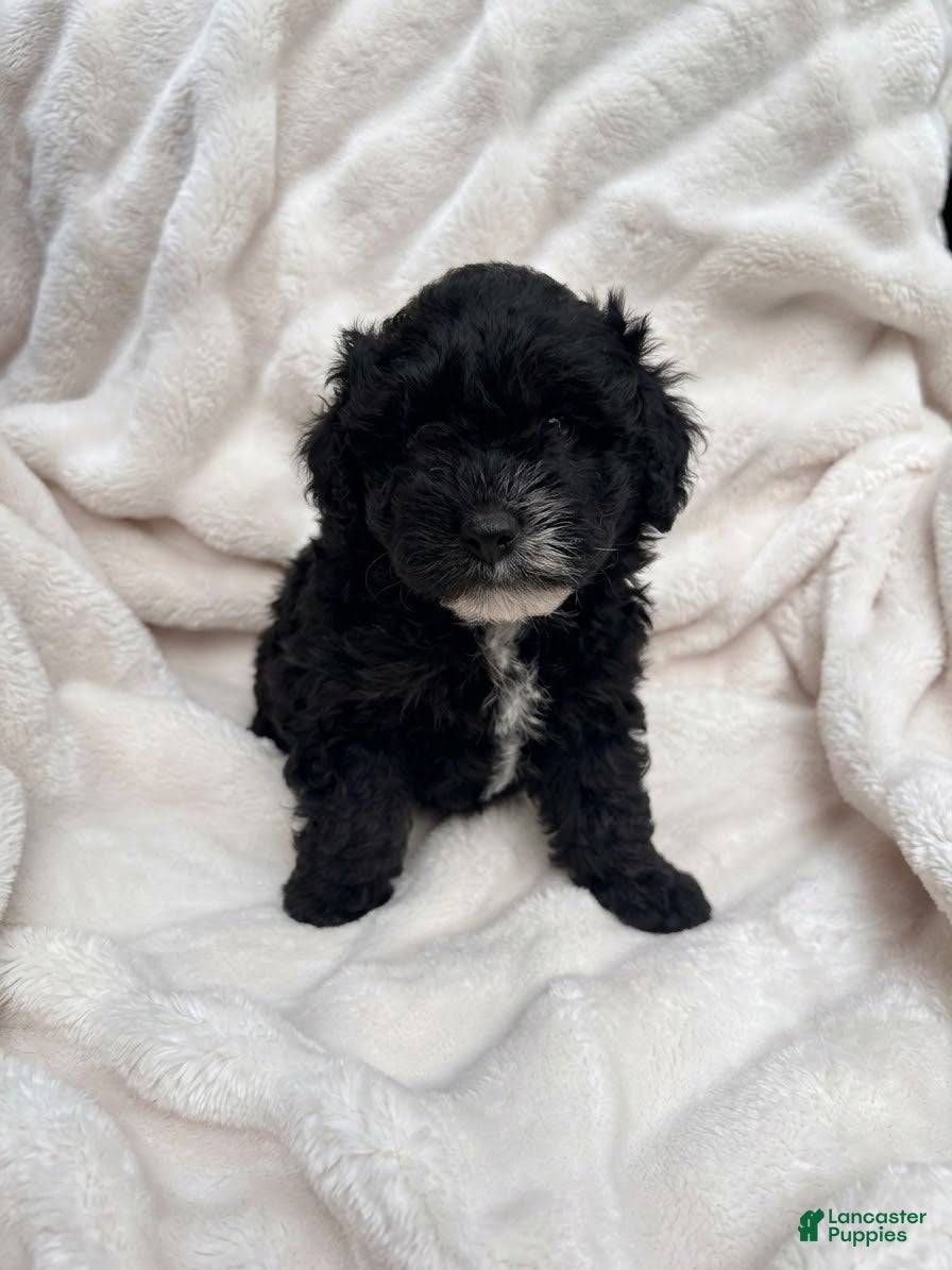 Aussiedoodle Miniature