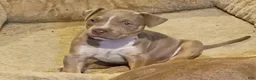 American Bully dogs for sale: American Bully 1 - Ad 4