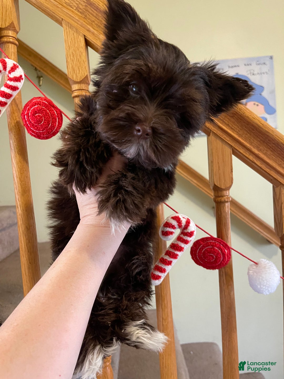 Yorkshire Terrier dogs for sale: KB Chocolate Yorkie - Ad 5