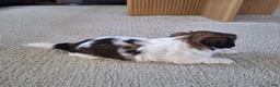 Shih Tzu dogs for sale: Bella - Ad 5