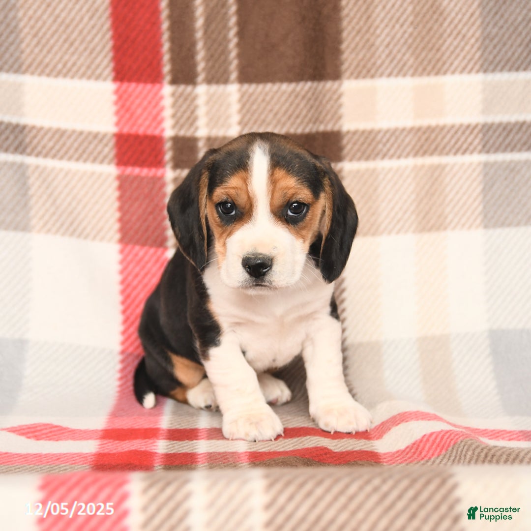 Beagle dogs for sale: Rex - Ad 1