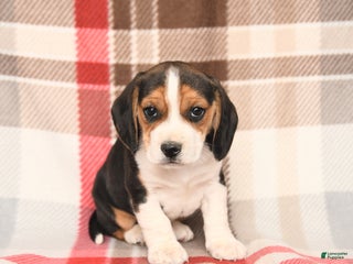 Beagle dogs Rex - Ad 21