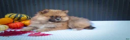 Pomeranian dogs for sale: 🐾 Meet Rolo — A Bouncy Little Ball of Fluff! 🐾 - Ad 6