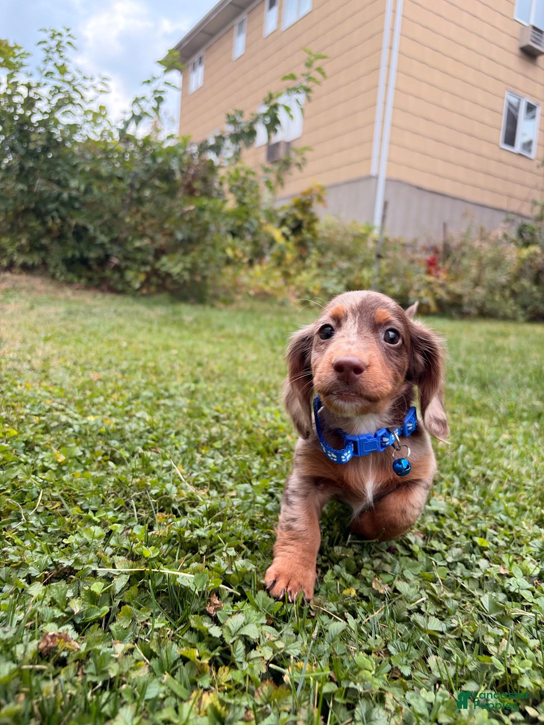 Miniature Dachshund dogs for sale: Spud - Ad 4