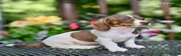 Miniature Dachshund dogs for sale: Bonnie - Ad 5