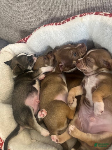 Gallery Image {{count}}