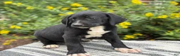 Mixed Breed dogs for sale: Griff - Ad 13