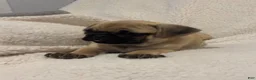 Pug dogs for sale: Peppercorn - Ad 5