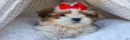 Shih Tzu dogs for sale: SAMMY - Ad 1