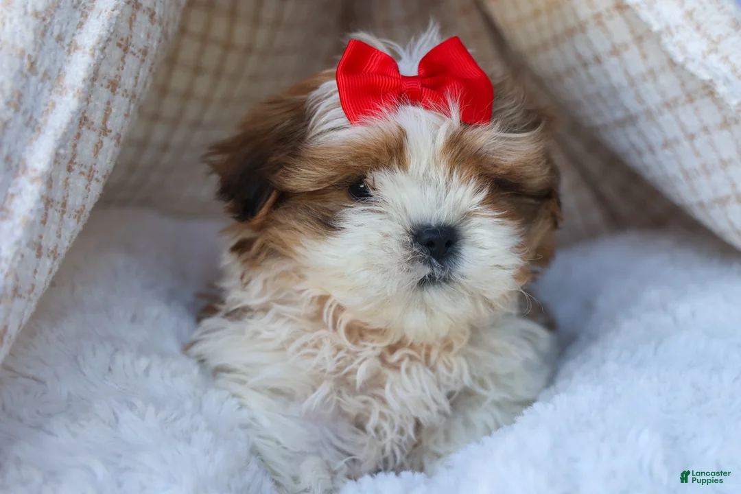 Shih Tzu dogs for sale: SAMMY - Ad 1