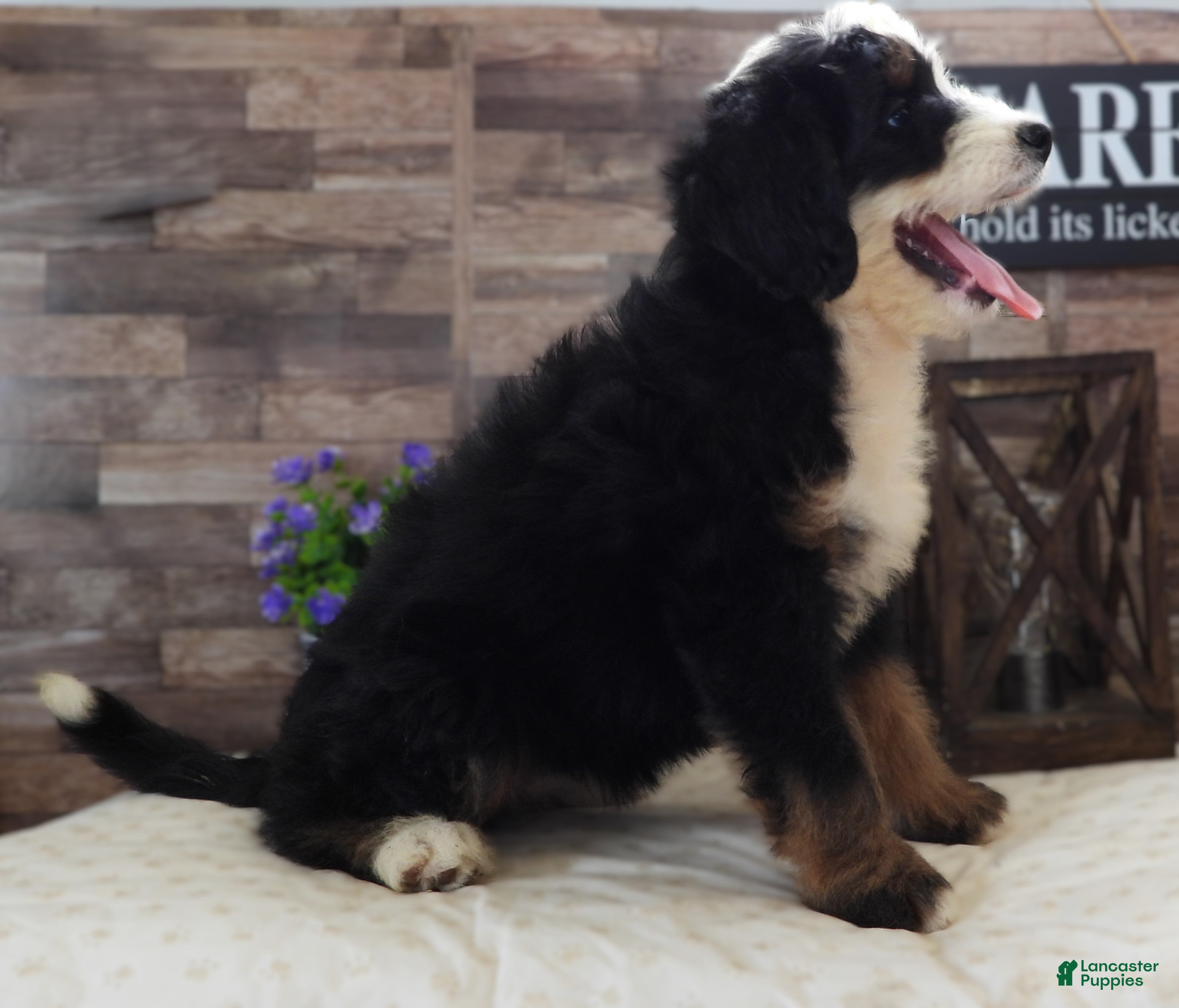 Mini Bernedoodle dogs #4 Female (Splash's) - Ad 27