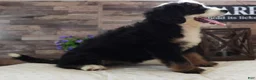 Mini Bernedoodle dogs for sale: #4 Female (Splash's) - Ad 1