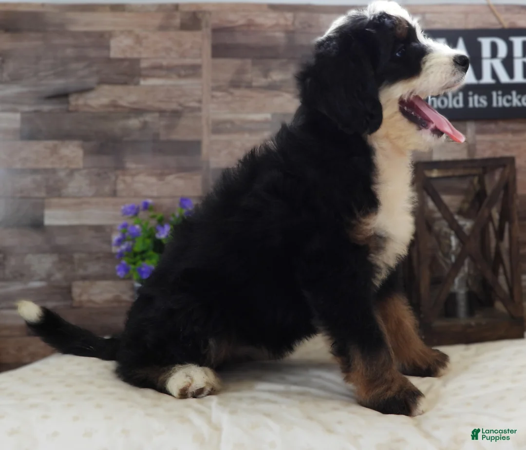 Mini Bernedoodle dogs for sale: #4 Female (Splash's) - Ad 1