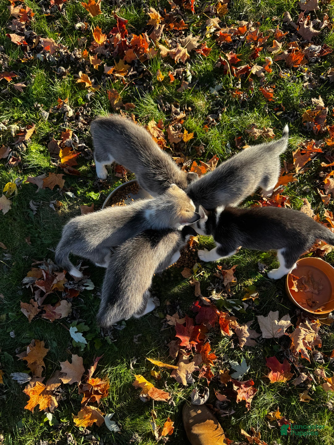 Siberian Husky dogs for sale: Siberian Husky Puppy 5 - Ad 4