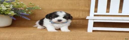 Cavapoo dogs for sale: Ian - Ad 5