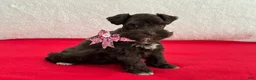 Miniature Schnauzer dogs for sale: Fancy Female 1 AKC Liver Color Mega Coat - Ad 4