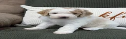 Goldendoodle dogs for sale: Canyon - Ad 3