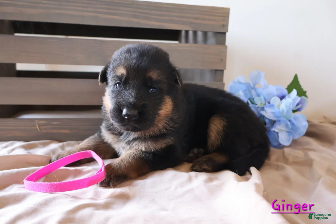 German Shepherd dogs for sale: Ginger - Ad 1