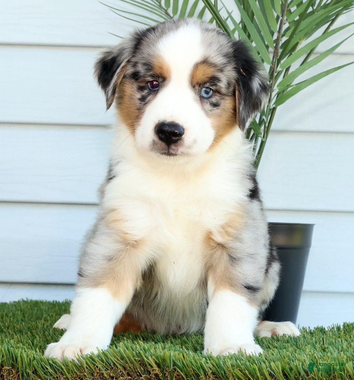 Miniature Australian Shepherd dogs for sale: Tucker - Ad 3