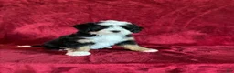 Mini Bernedoodle dogs for sale: Bella - Ad 5