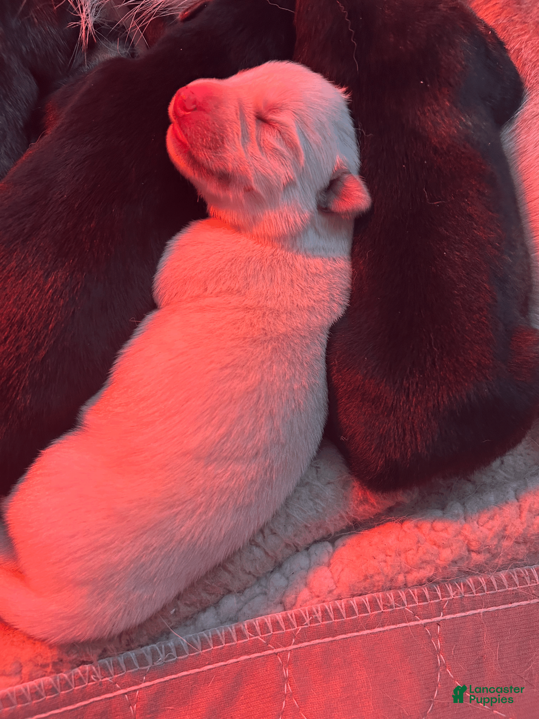 Gerberian Shepsky dogs for sale: Gerberian Shepsky Puppy 6 - Ad 1