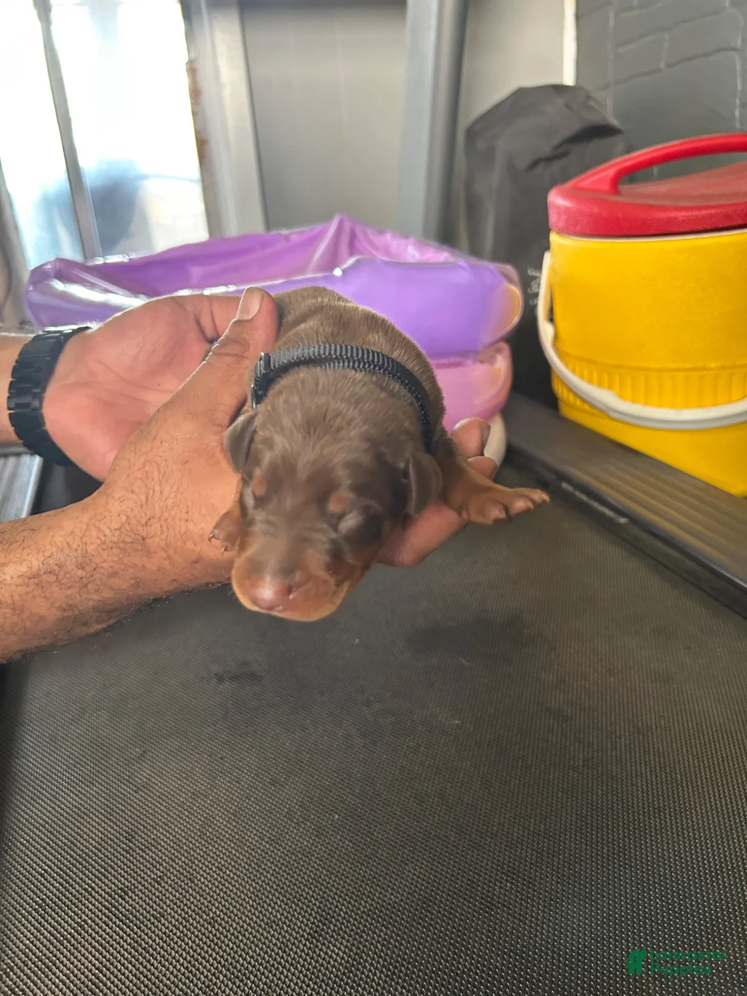 Doberman Pinscher dogs for sale: Black Collar - Ad 1