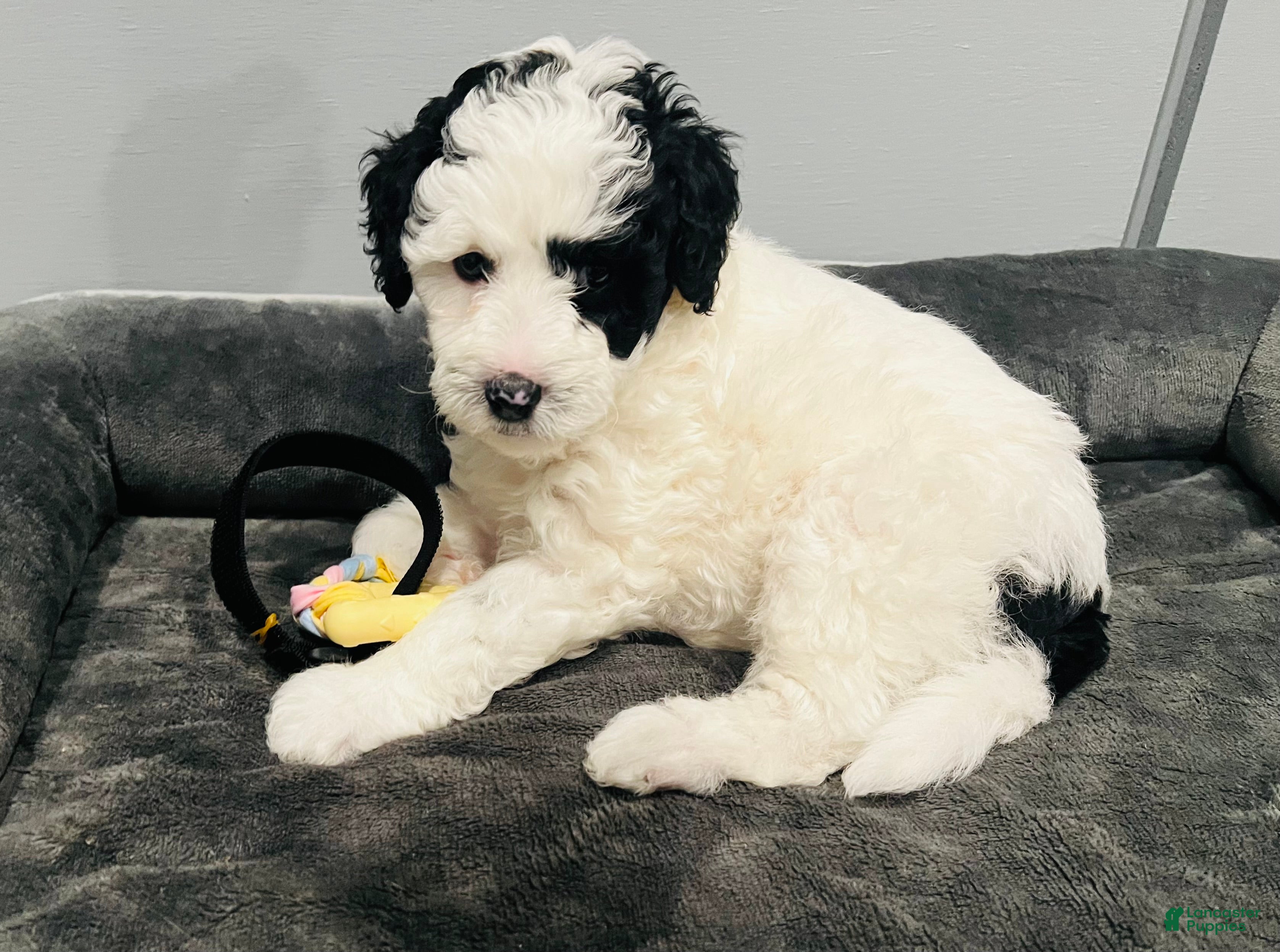 Mini Sheepadoodle dogs Mini Sheepadoodle Puppy Pick Spot #6 - Ad 1