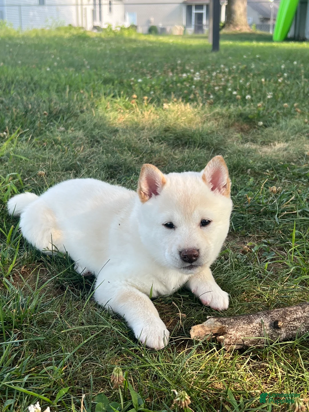 Shiba Inu dogs for sale: Hana - Ad 1