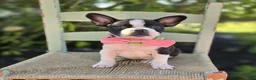 Boston Terrier dogs for sale: Dixie - Ad 8