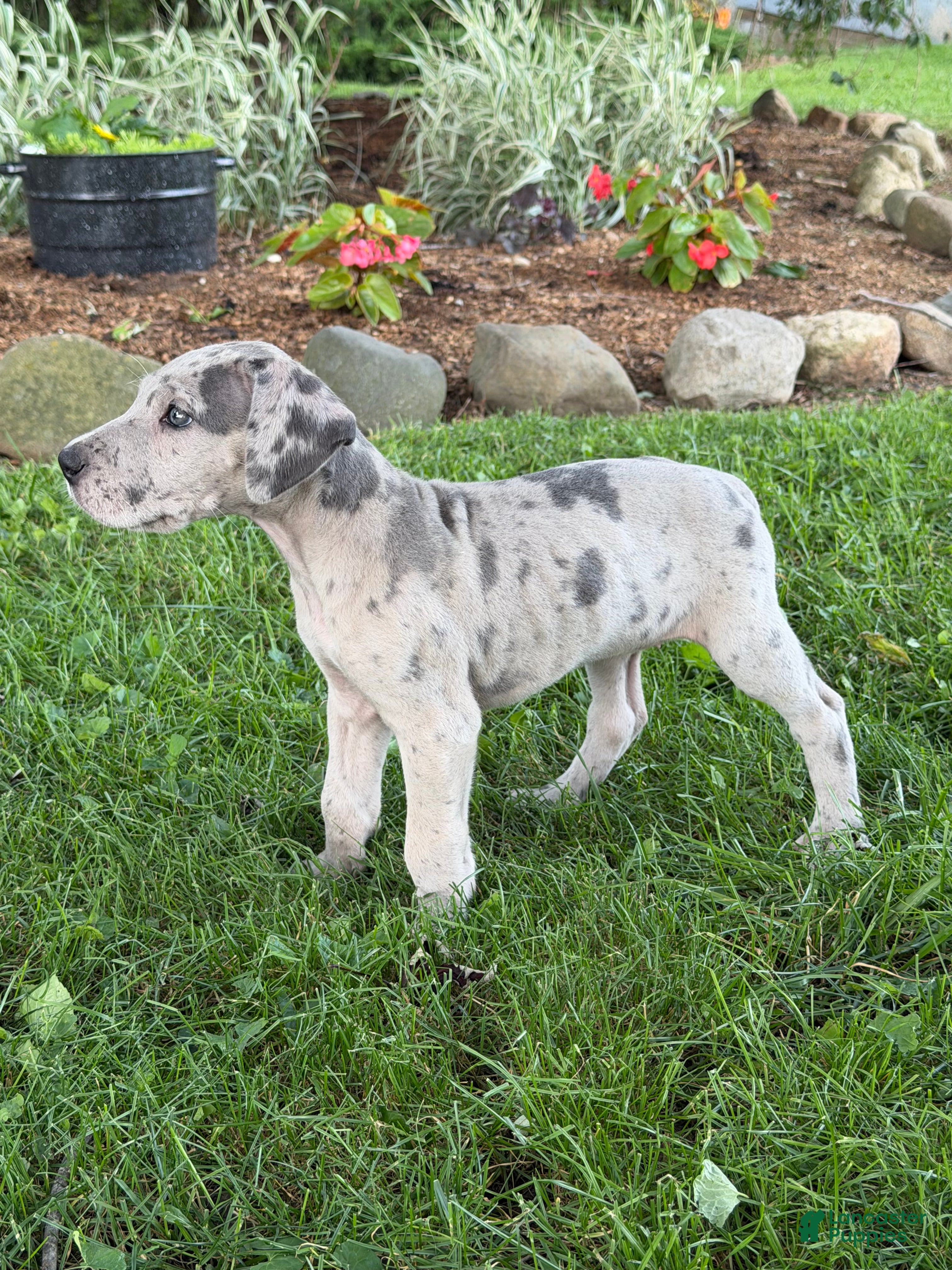 Great Dane dogs Pansy Great Dane  - Ad 2