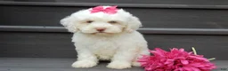 Cockapoo dogs for sale: Angel - Ad 3