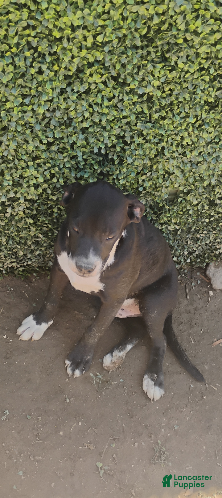 Mixed Breed dogs Mixed Breed 1 - Ad 24