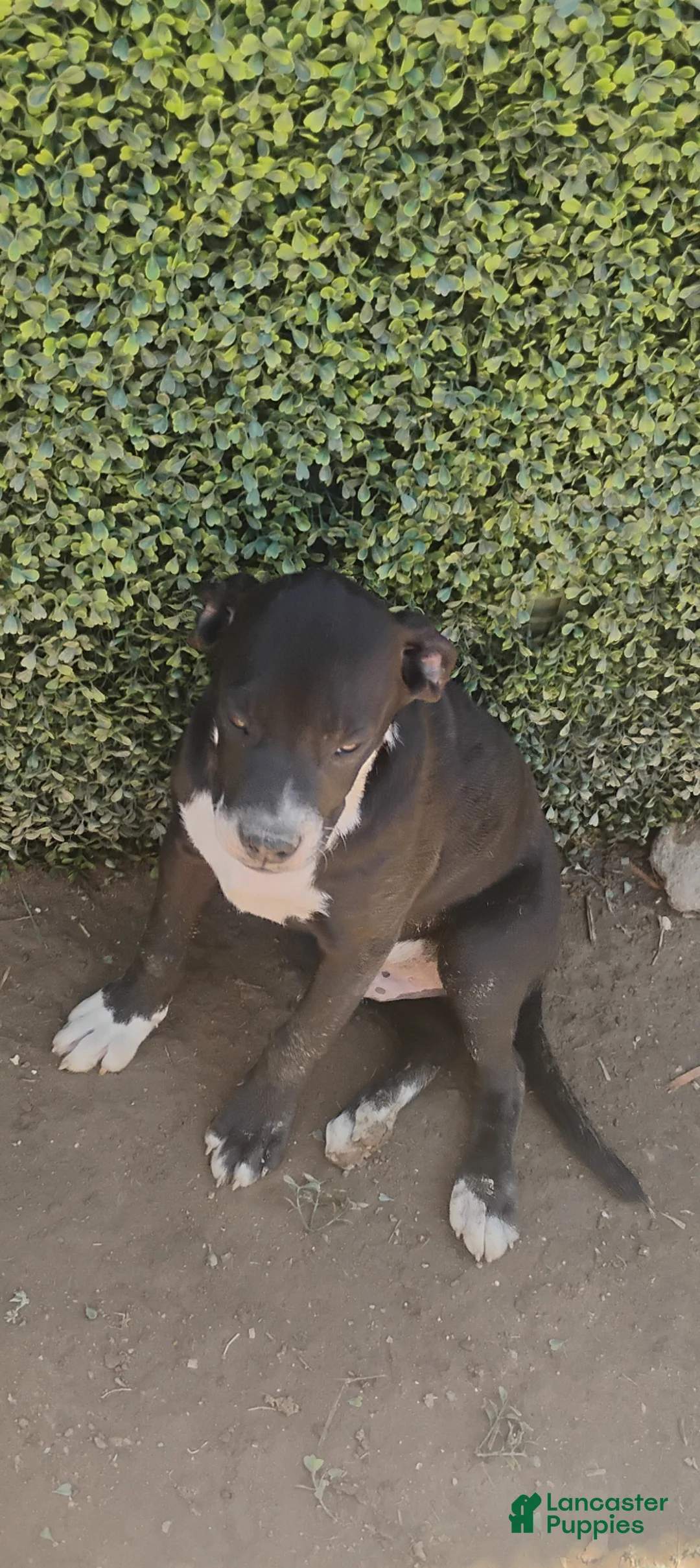 Mixed Breed dogs for sale: Mixed Breed 1 - Ad 1