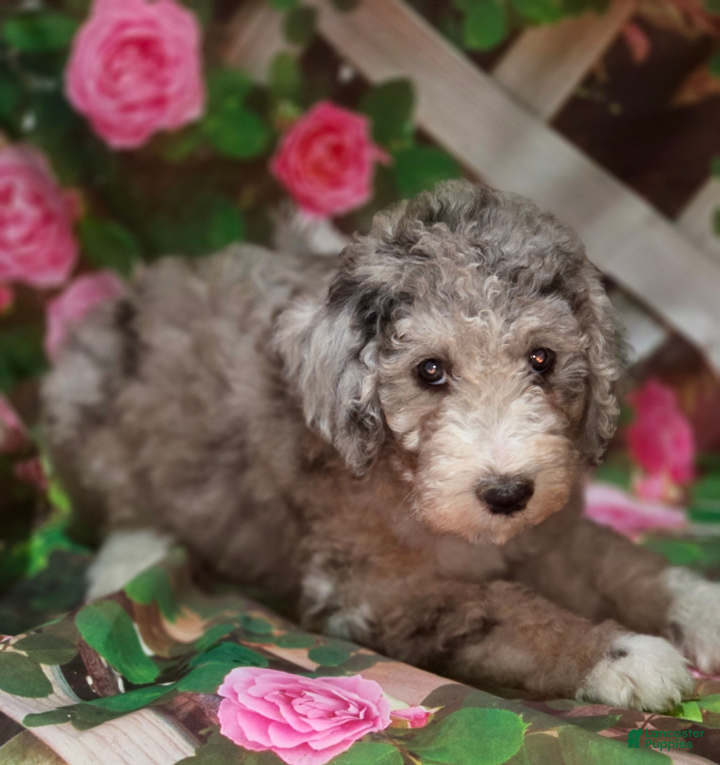 Sheepadoodle dogs Willa - Ad 2