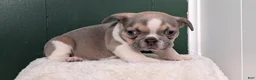French Bulldog dogs for sale: Daisy - Ad 2
