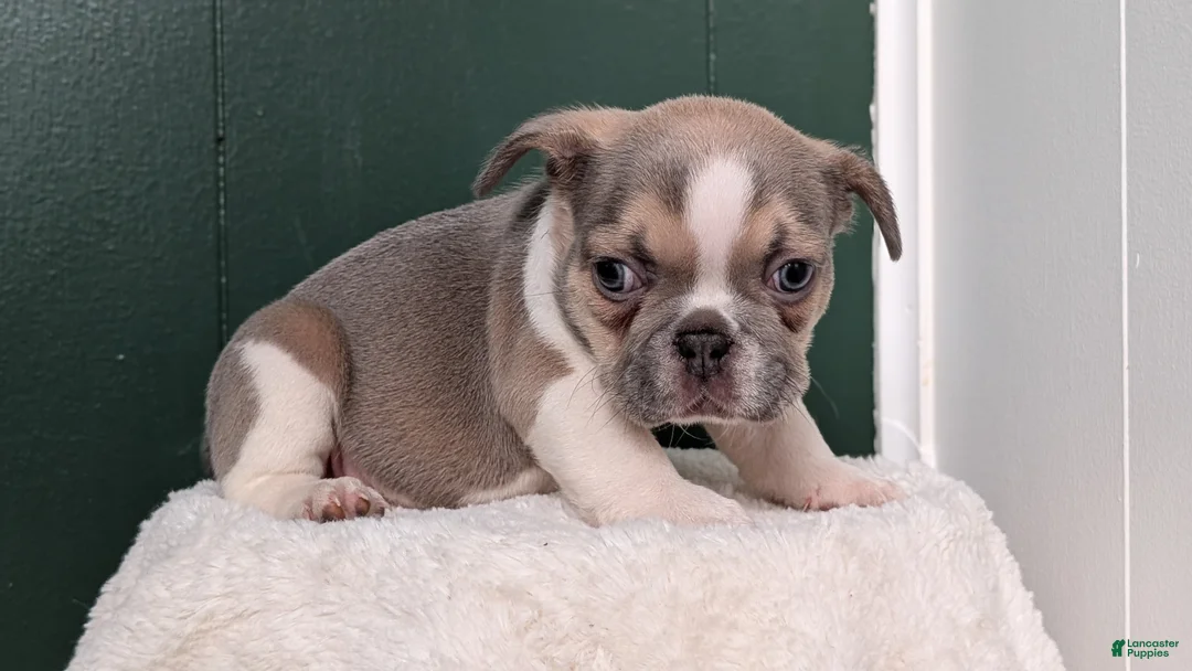 French Bulldog dogs for sale: Daisy - Ad 2